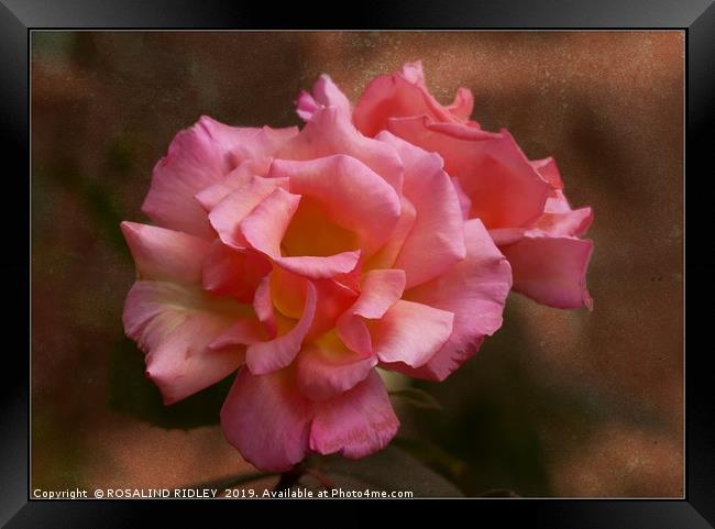 "Antique rose" Framed Print by ROS RIDLEY