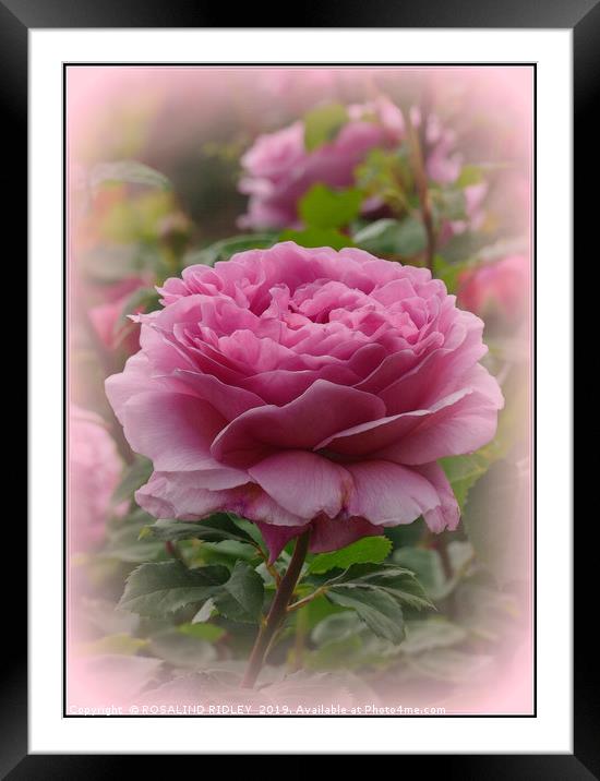 "In the Rose garden" Framed Mounted Print by ROS RIDLEY