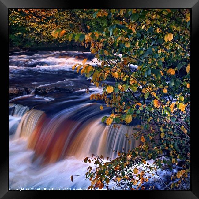 "Autumn tree at Richmond waterfall" Framed Print by ROS RIDLEY