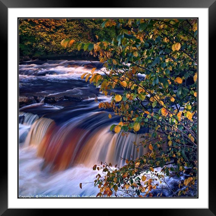 "Autumn tree at Richmond waterfall" Framed Mounted Print by ROS RIDLEY