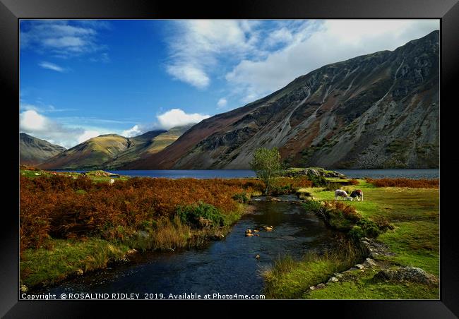"Autumn evening colours at Wastwater" Framed Print by ROS RIDLEY