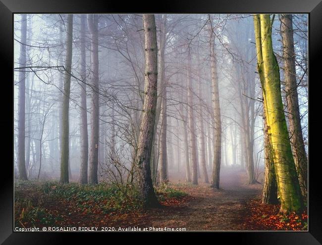 "A distant light in a foggy wood" Framed Print by ROS RIDLEY