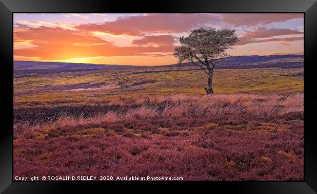 "Sunset across the moors" Framed Print by ROS RIDLEY