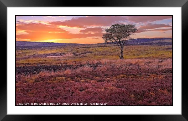 "Sunset across the moors" Framed Mounted Print by ROS RIDLEY