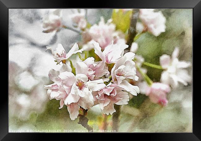 "Spring Blossoms" Framed Print by ROS RIDLEY