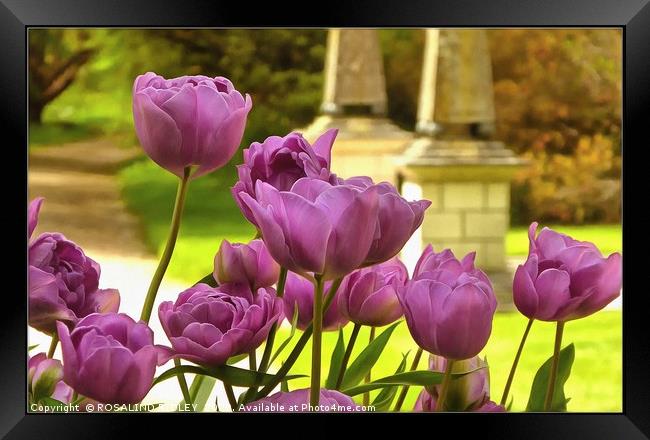 "Tulips at Holker Hall" Framed Print by ROS RIDLEY