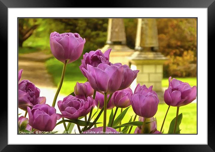 "Tulips at Holker Hall" Framed Mounted Print by ROS RIDLEY