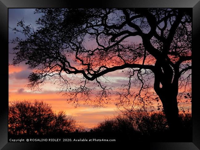 "Sunrise tree " Framed Print by ROS RIDLEY