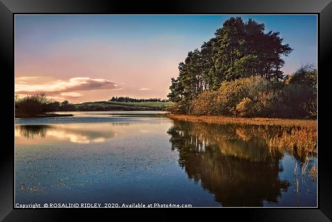 "Evening reflections at Lindean Loch Nature reserv Framed Print by ROS RIDLEY