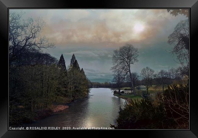 "Winter Wynyard" Framed Print by ROS RIDLEY