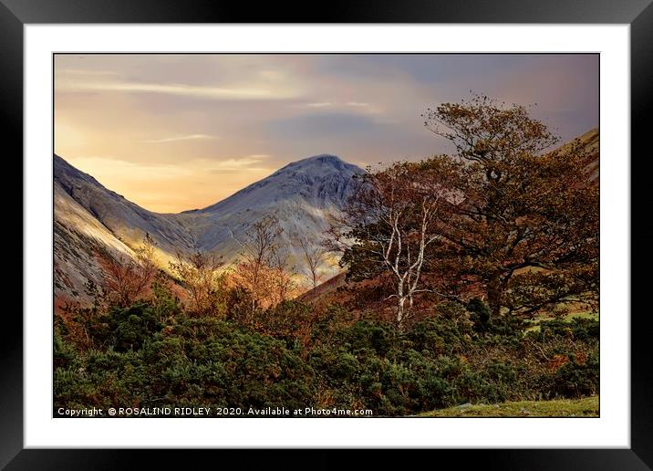 "Trees at Great Gable"2 Framed Mounted Print by ROS RIDLEY