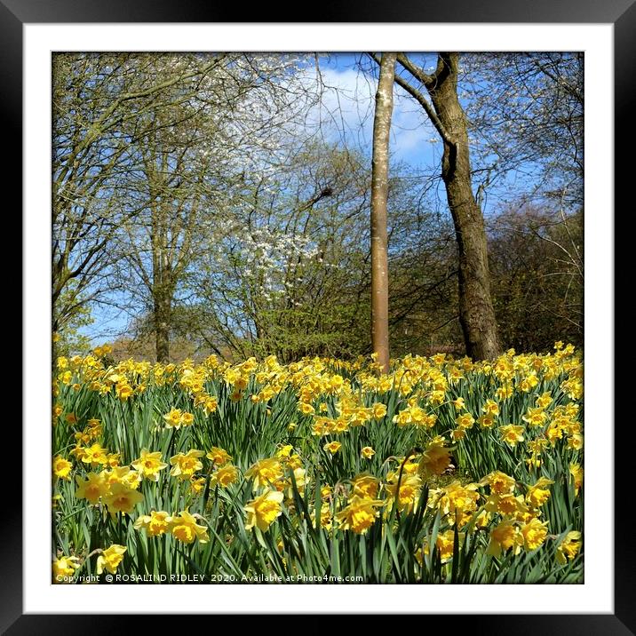 "Spring " 1 Framed Mounted Print by ROS RIDLEY