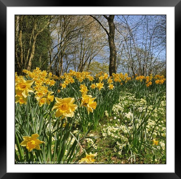"Spring" 2 Framed Mounted Print by ROS RIDLEY