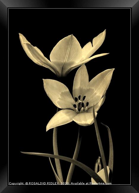 "Tulip Duo monochrome" Framed Print by ROS RIDLEY