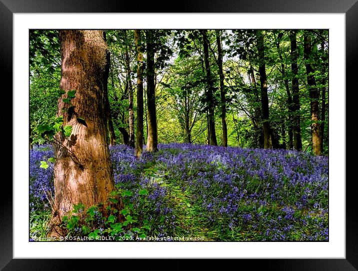 Reflections in the bluebell wood Framed Mounted Print by ROS RIDLEY