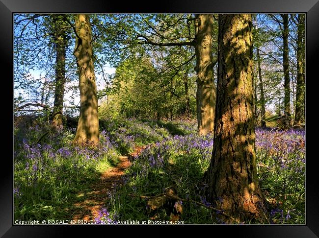 "Blue skies and bluebells " Framed Print by ROS RIDLEY