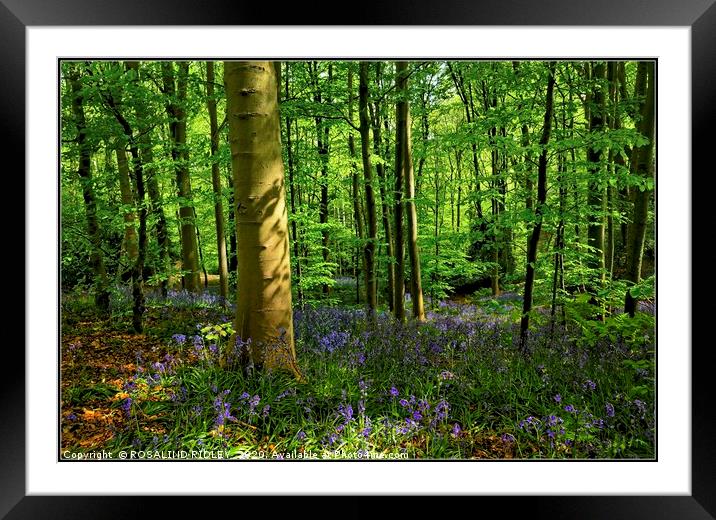 "Evening light in the bluebell wood" Framed Mounted Print by ROS RIDLEY