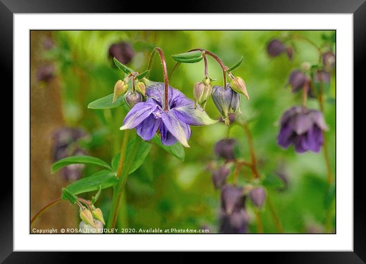 "Purple Aquilegia" Framed Mounted Print by ROS RIDLEY
