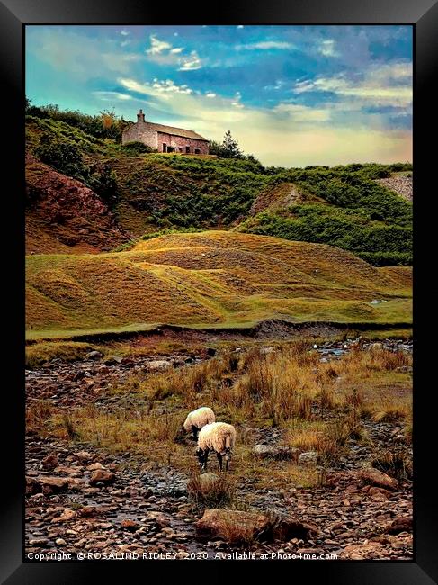 "Sheep Grazing at Bollihope" Framed Print by ROS RIDLEY