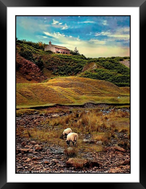 "Sheep Grazing at Bollihope" Framed Mounted Print by ROS RIDLEY