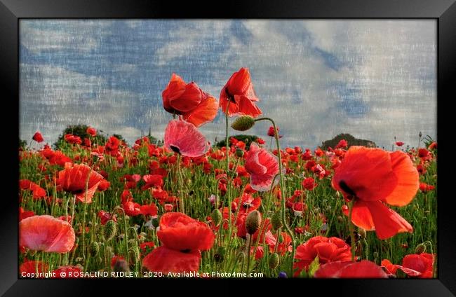 "Poppies in the wind " Framed Print by ROS RIDLEY
