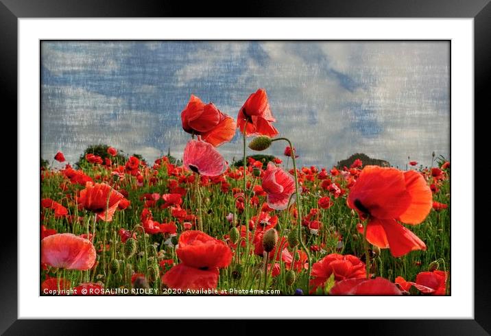 "Poppies in the wind " Framed Mounted Print by ROS RIDLEY