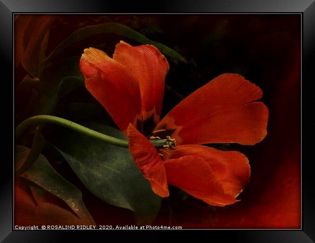 "The Dying Tulip" Framed Print by ROS RIDLEY
