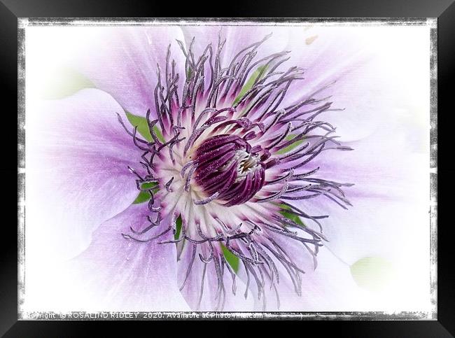 Clematis "Claire de Lune " Framed Print by ROS RIDLEY