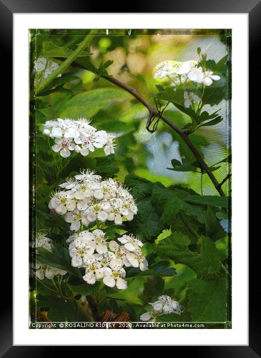 "Through the Hedgerows" Framed Mounted Print by ROS RIDLEY