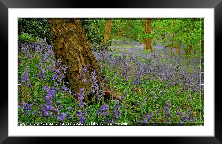 "Bluebells Forever" Framed Mounted Print by ROS RIDLEY