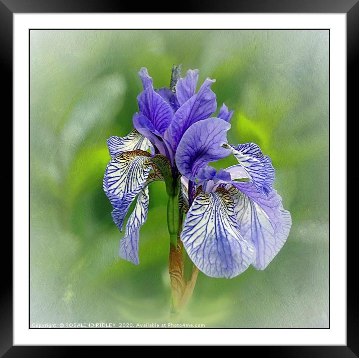 "Portrait of an Iris" Framed Mounted Print by ROS RIDLEY