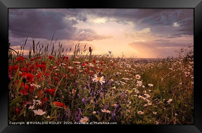 ""Poppy and daisy sunset" Framed Print by ROS RIDLEY