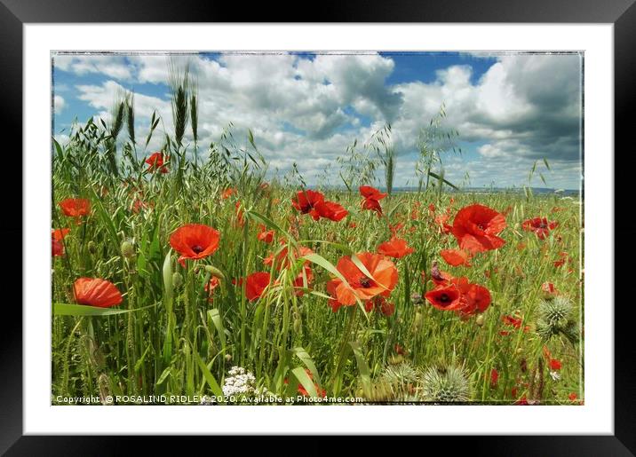 "Poppies in the Cornfield" Framed Mounted Print by ROS RIDLEY