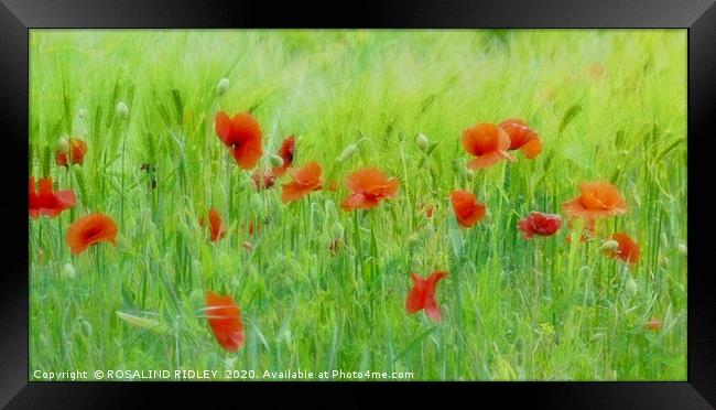 "Soft poppies" Framed Print by ROS RIDLEY