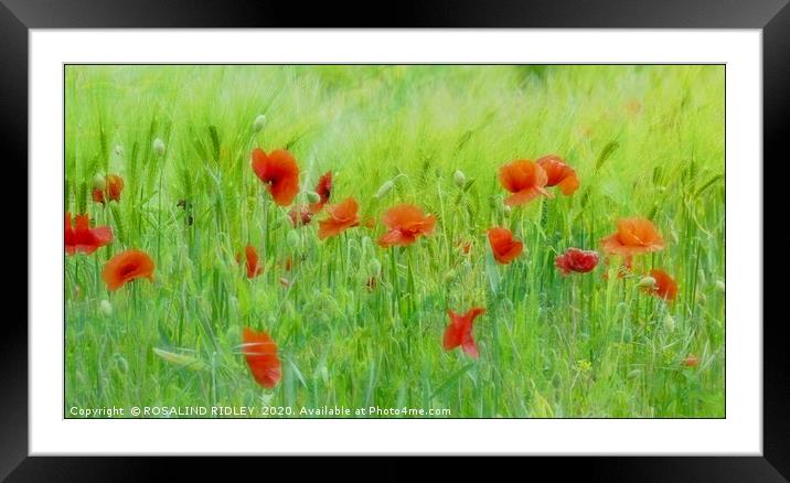 "Soft poppies" Framed Mounted Print by ROS RIDLEY