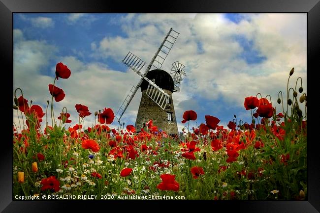 "Poppies at the windmill" Framed Print by ROS RIDLEY