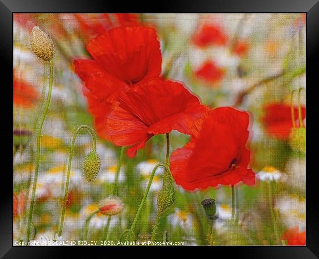 "Poppies through the looking glass" Framed Print by ROS RIDLEY
