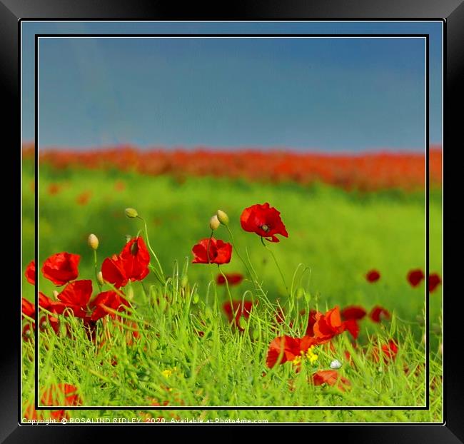 "Simply Poppies" Framed Print by ROS RIDLEY