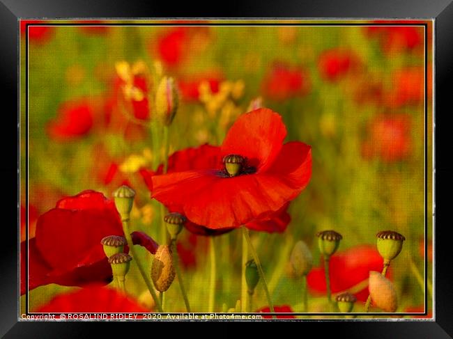 "The Perfect Poppy " Framed Print by ROS RIDLEY