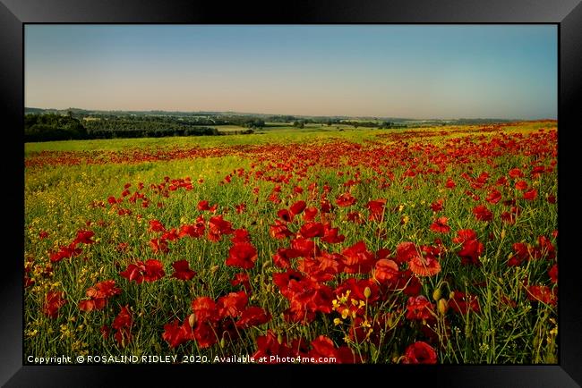 "Poppy fields of County DUrham" Framed Print by ROS RIDLEY