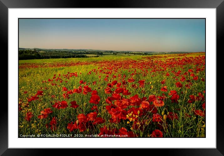 "Poppy fields of County DUrham" Framed Mounted Print by ROS RIDLEY