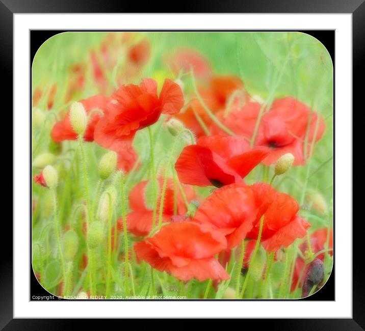 "Misty Poppies" Framed Mounted Print by ROS RIDLEY
