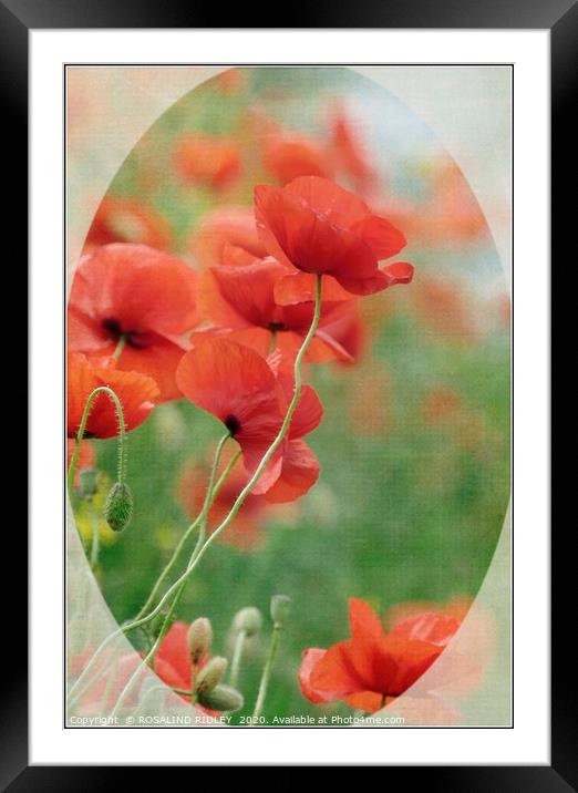 "Poppy memories" Framed Mounted Print by ROS RIDLEY