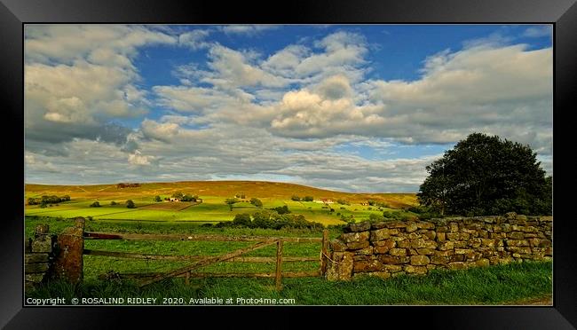"Golden hour Westerdale 2 " Framed Print by ROS RIDLEY