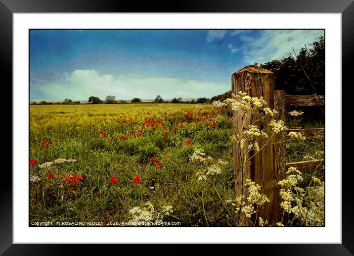 "Breezy day in the barley field" Framed Mounted Print by ROS RIDLEY