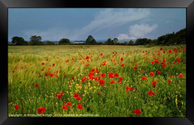 "Among the fields of Barley" Framed Print by ROS RIDLEY