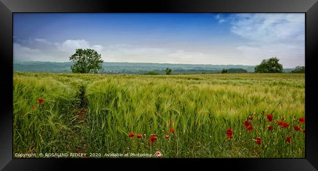 "Among the fields of Barley 2" Framed Print by ROS RIDLEY