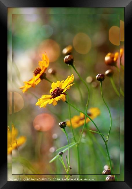 ""Sunlight on the Cosmos" Framed Print by ROS RIDLEY