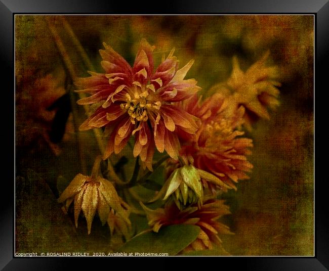 "Antique Aquilegia" Framed Print by ROS RIDLEY