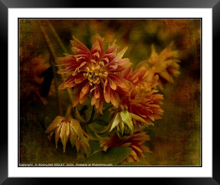 "Antique Aquilegia" Framed Mounted Print by ROS RIDLEY